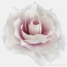 11cm Lilac with Cream Edge Open Rose